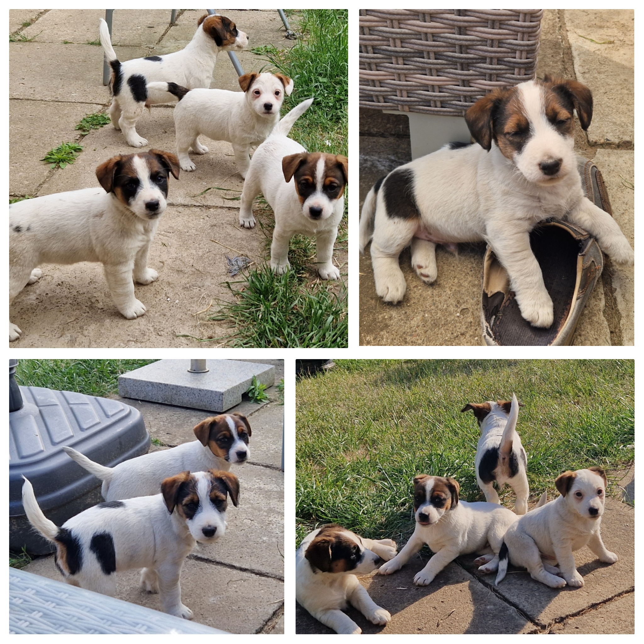Jack Russell Terrier Welpen 2024